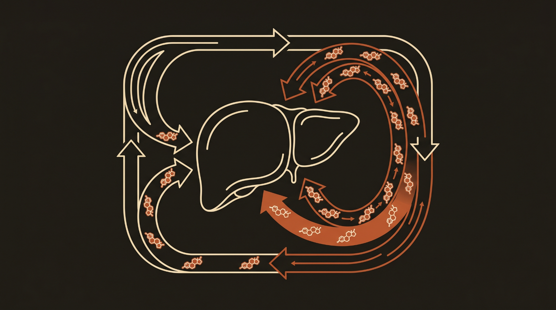 Illustration showing estrogen recirculating around the liver