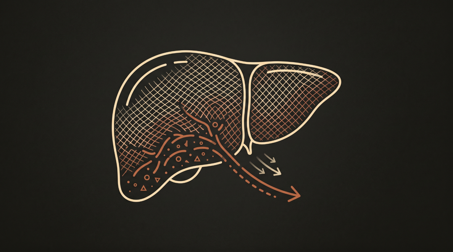 Illustration of a liver with slowed clearance flow